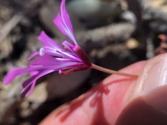 Clarkia concinna concinna