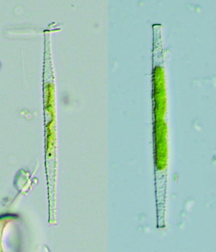 Gonatozygon brebissonii, 2024-10-06