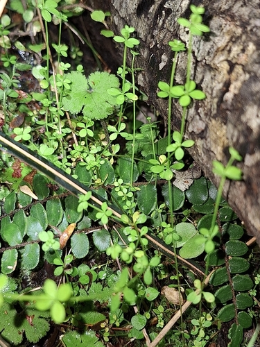 Image of Galium propinquum by (c) Oscar Dove, some rights reserved (CC BY)