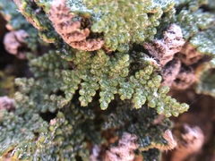 Myriopteris intertexta