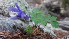 Aquilegia saximontana