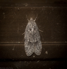 Acantholena siccella