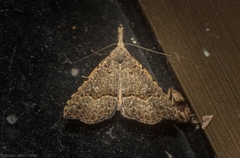Trigonistis asthenopa