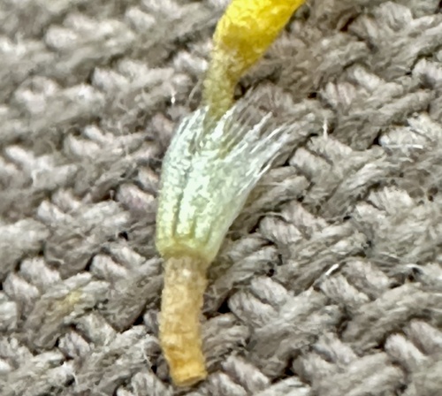 Image of Rutidosis heterogama by (c) prossington, some rights reserved (CC BY)