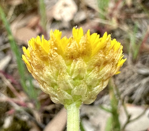 Image of Heath Wrinklewort (Rutidosis heterogama) by (c) prossington, some rights reserved (CC BY)