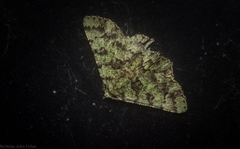 Aeolochroma hypochromaria