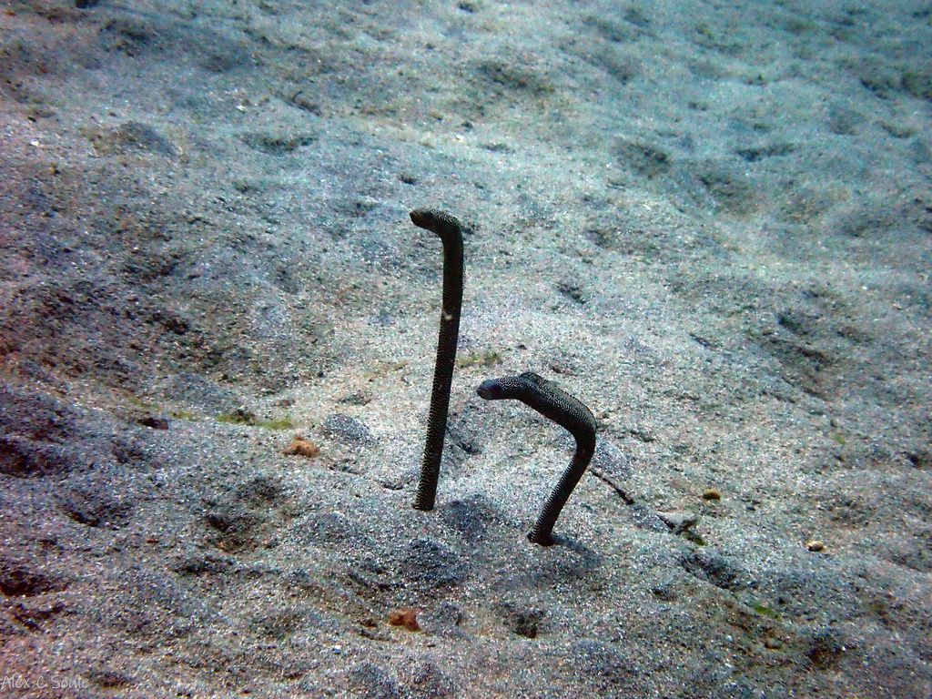 Mercy's Garden Eel (Heteroconger mercyae)