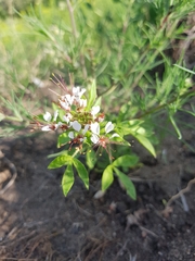 Polanisia dodecandra trachysperma