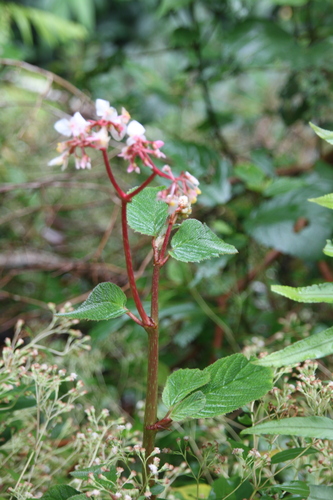 elm-leaf begonia (Begonia ulmifolia)