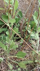 Sceloporus brownorum