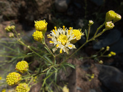 Hymenothrix loomisii