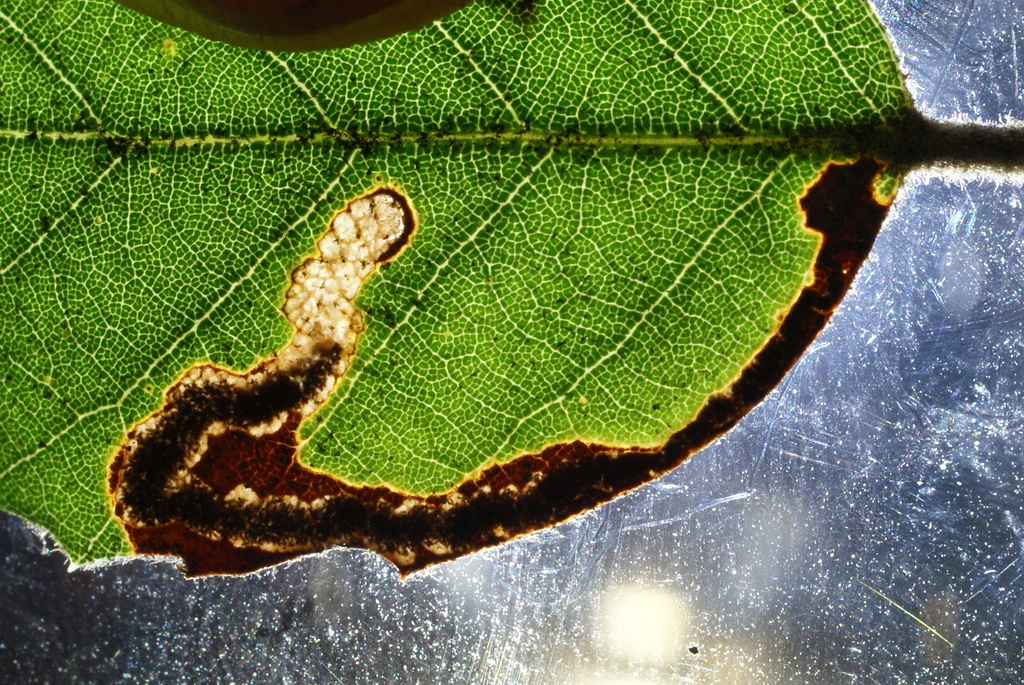 Holm-oak Pigmy