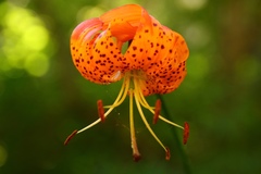 Lilium pardalinum pardalinum