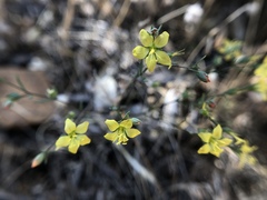 Hesperolinon breweri