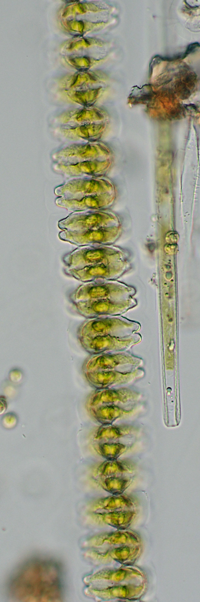 Desmidium pseudostreptonema