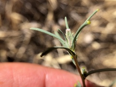 Calycadenia truncata