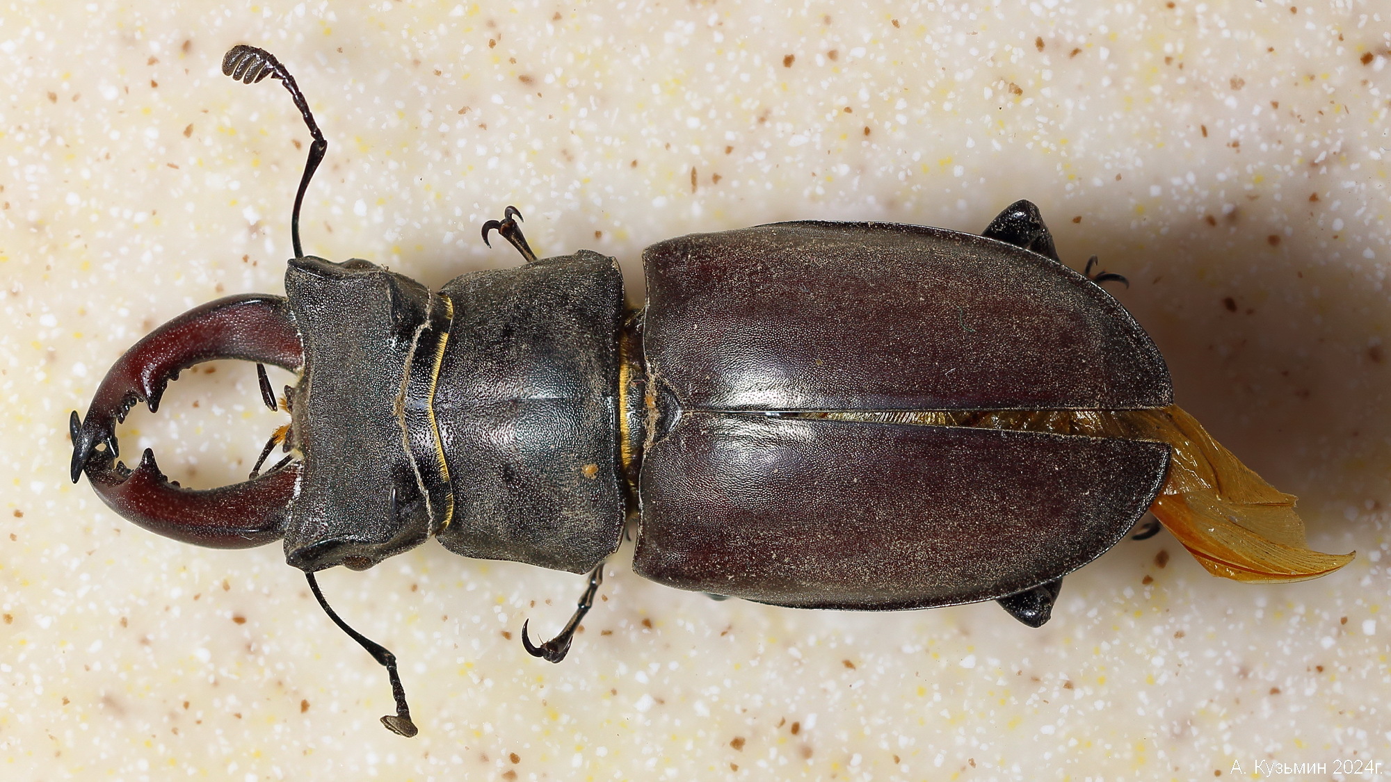 Жук-Олень (Lucanus cervus)