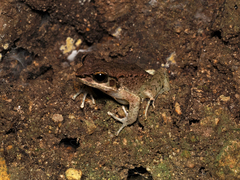 Utsunomiya's Tip-Nosed Frog photo 2