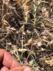 Calycadenia truncata