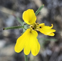 Calycadenia truncata