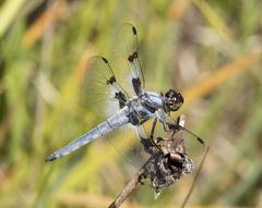 Libellula nodisticta