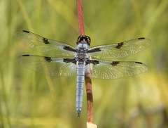 Libellula nodisticta