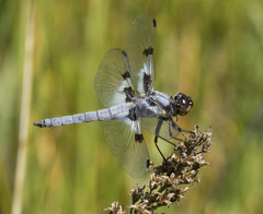 Libellula nodisticta