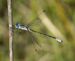 Lestes stultus