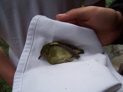 Machaeropterus deliciosus