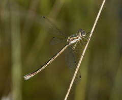 Lestes stultus
