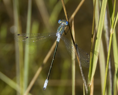 Lestes stultus