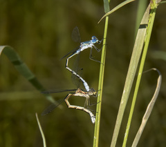 Lestes stultus