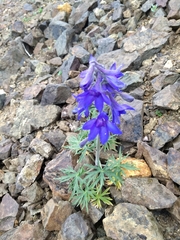 Delphinium brachycentrum