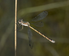 Lestes stultus