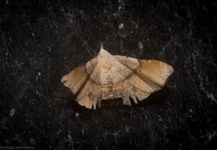 Esthlodora versicolor