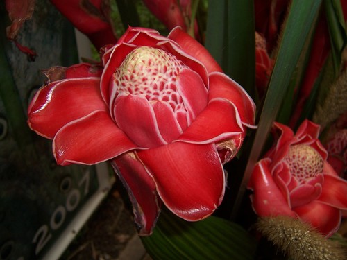 Torch ginger
