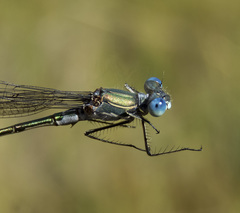 Lestes stultus