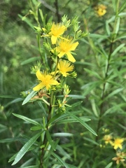Hypericum densiflorum