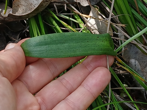 Image of Thelymitra crinita by (c) naturewatchwidow, some rights reserved (CC BY)