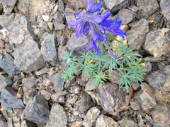Delphinium brachycentrum