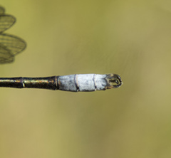 Lestes stultus