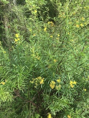 Hypericum densiflorum