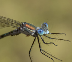 Lestes stultus