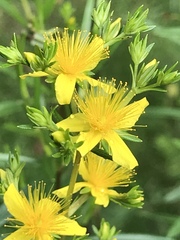 Hypericum densiflorum