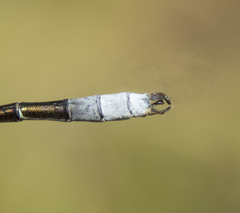 Lestes stultus