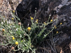 Erigeron petrophilus