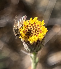 Erigeron petrophilus