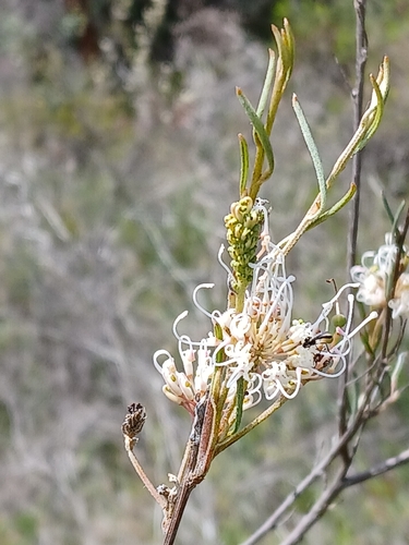 Image of Grevillea endlicheriana by (c) naturewatchwidow, some rights reserved (CC BY)