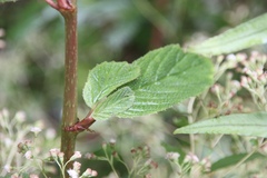 Matteo Bellucci, CC BY, iNaturalist via GBIF Begonia ulmifolia, photograph Matteo Bellucci, CC BY, iNaturalist via GBIF