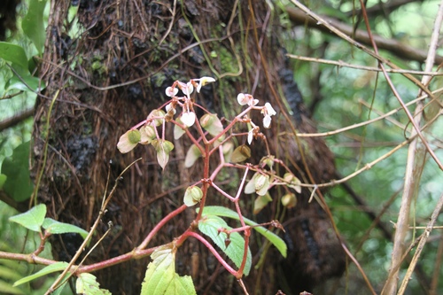 Image of Begonia ulmifolia by (c) Matteo Bellucci, some rights reserved (CC BY)